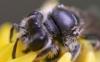 Andrena sp.